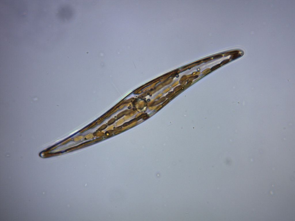 La mia Fata ha una coscia sola e pure pelosa